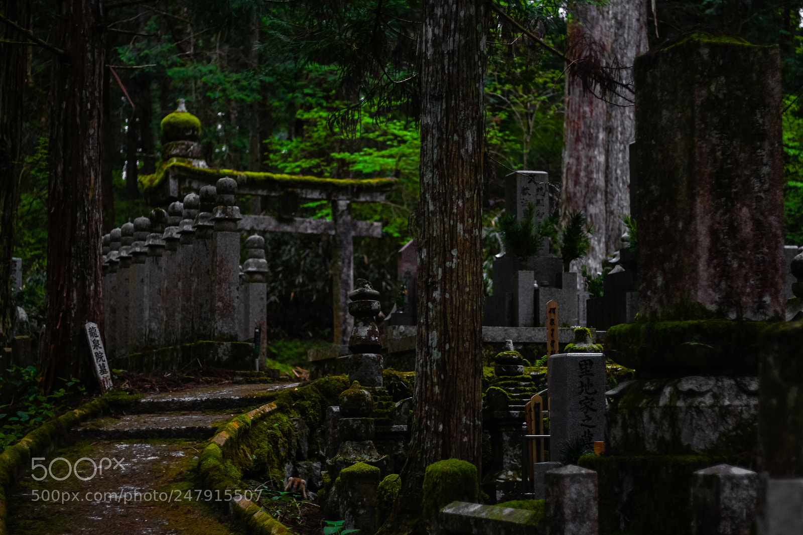 Canon EOS 650D (EOS Rebel T4i / EOS Kiss X6i) sample photo. Graves in okunoin cemetery photography