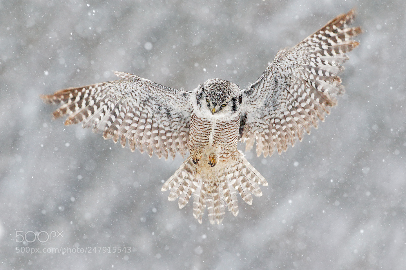 Canon EOS-1D Mark III sample photo. Hawk owl (surnia ulula) photography