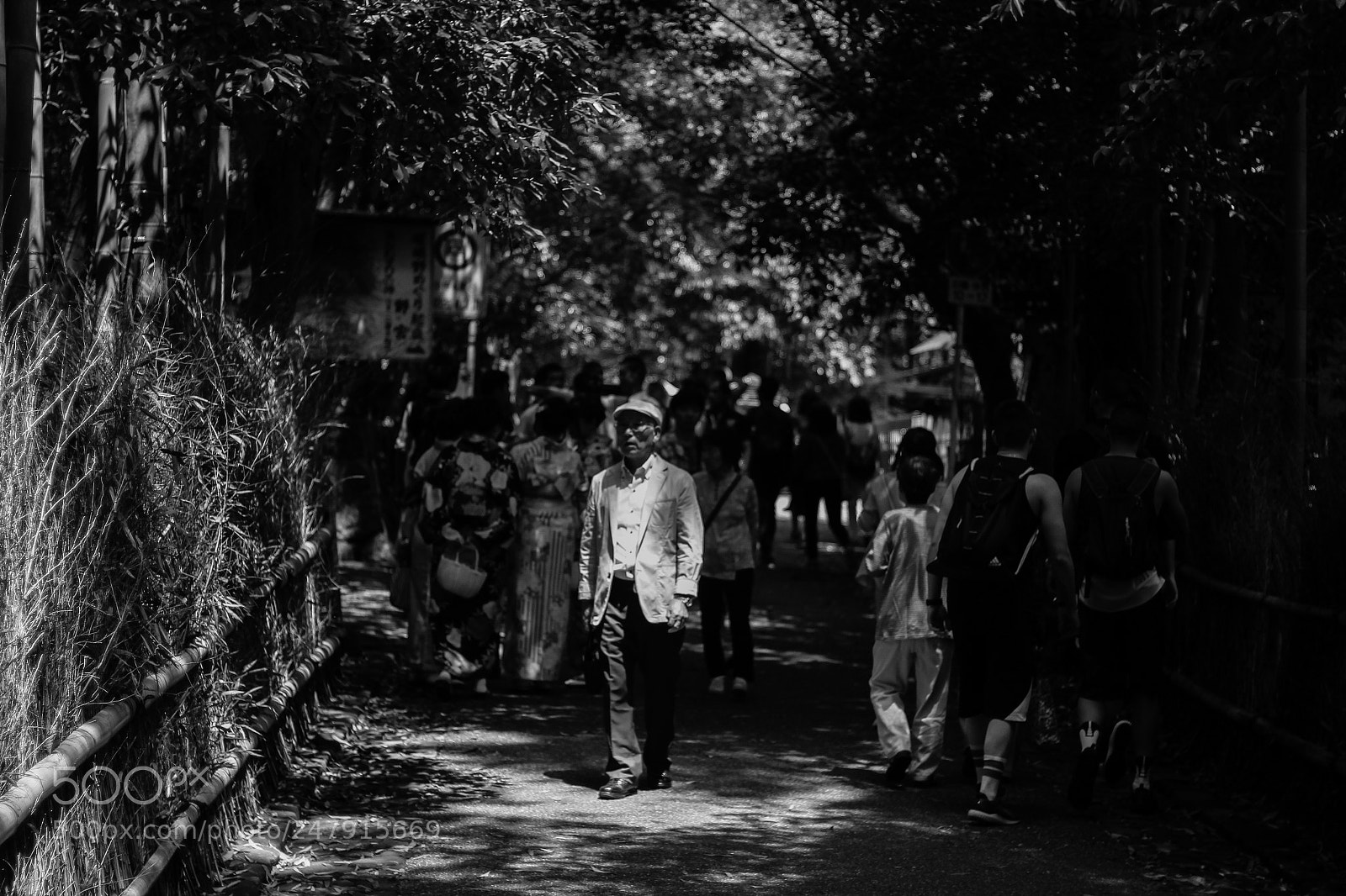 Canon EOS 650D (EOS Rebel T4i / EOS Kiss X6i) sample photo. Admiring the bamboo shrove photography