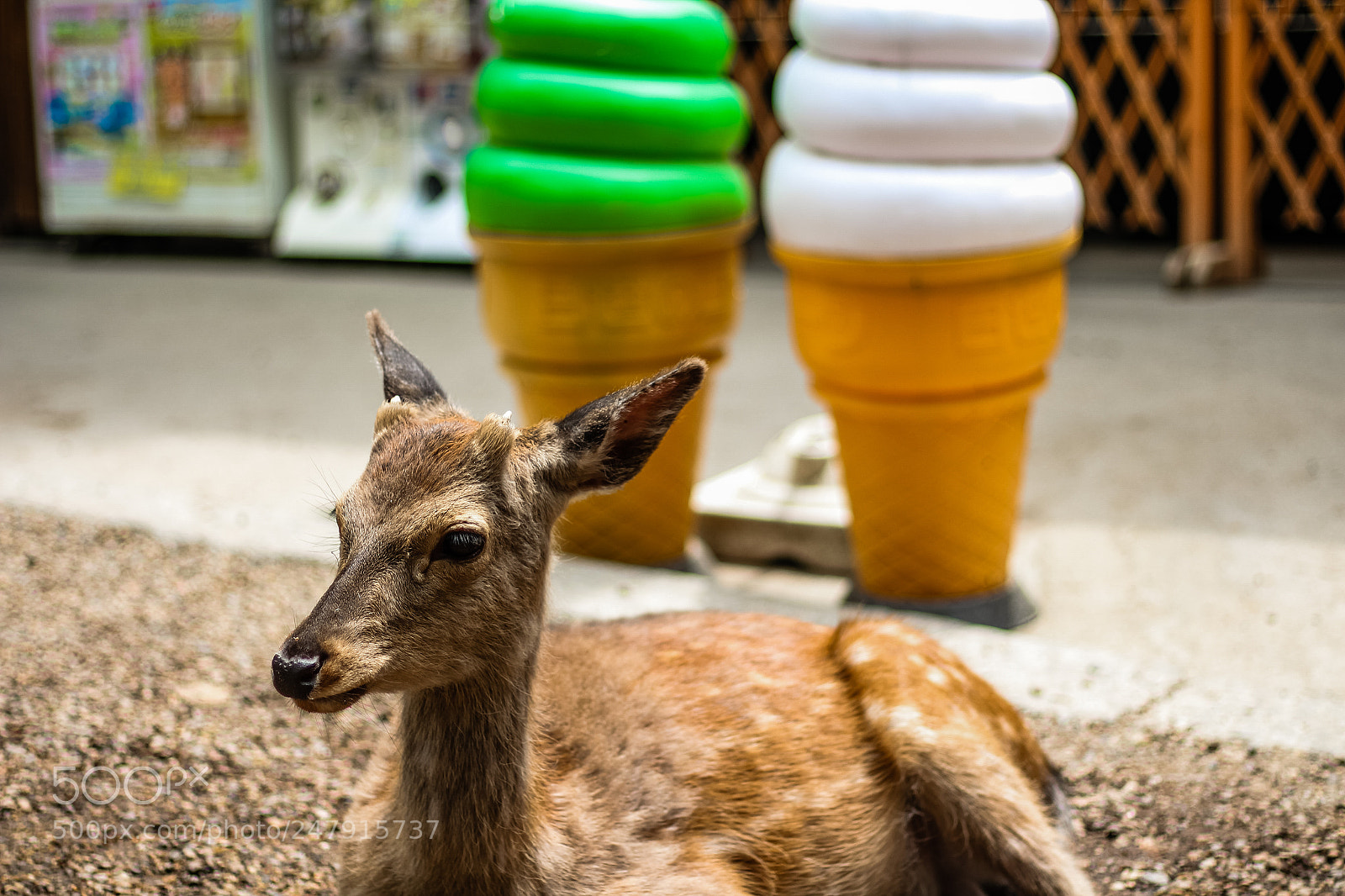 Canon EOS 650D (EOS Rebel T4i / EOS Kiss X6i) sample photo. Deer and ice cream photography