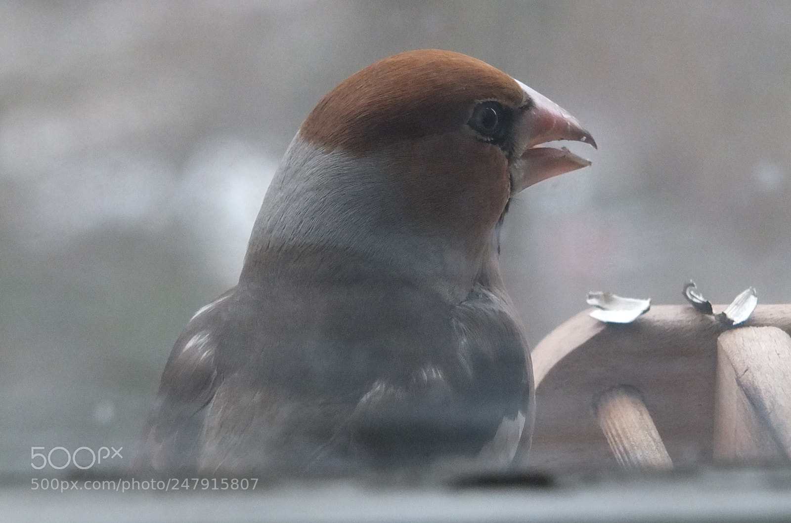 Fujifilm X-S1 sample photo. Batokljun (coccothraustes coccothraustes) photography
