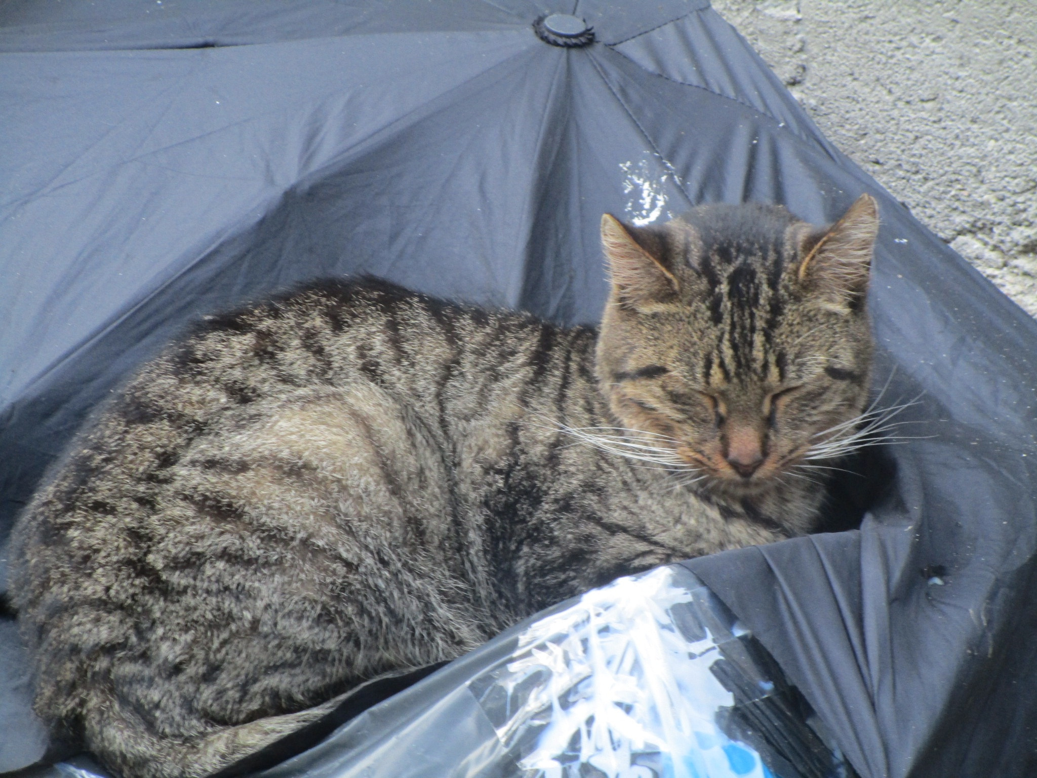 Canon PowerShot ELPH 190 IS (IXUS 180 / IXY 190) sample photo. Sleepy cat photography