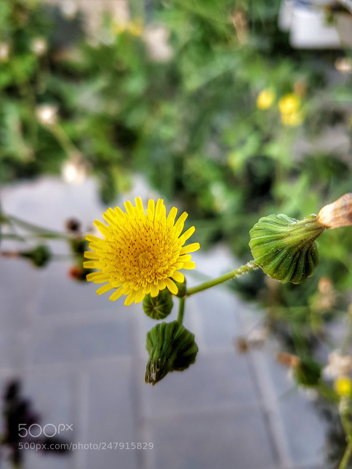 Samsung Galaxy S7 Edge sample photo. A yellow flower photography