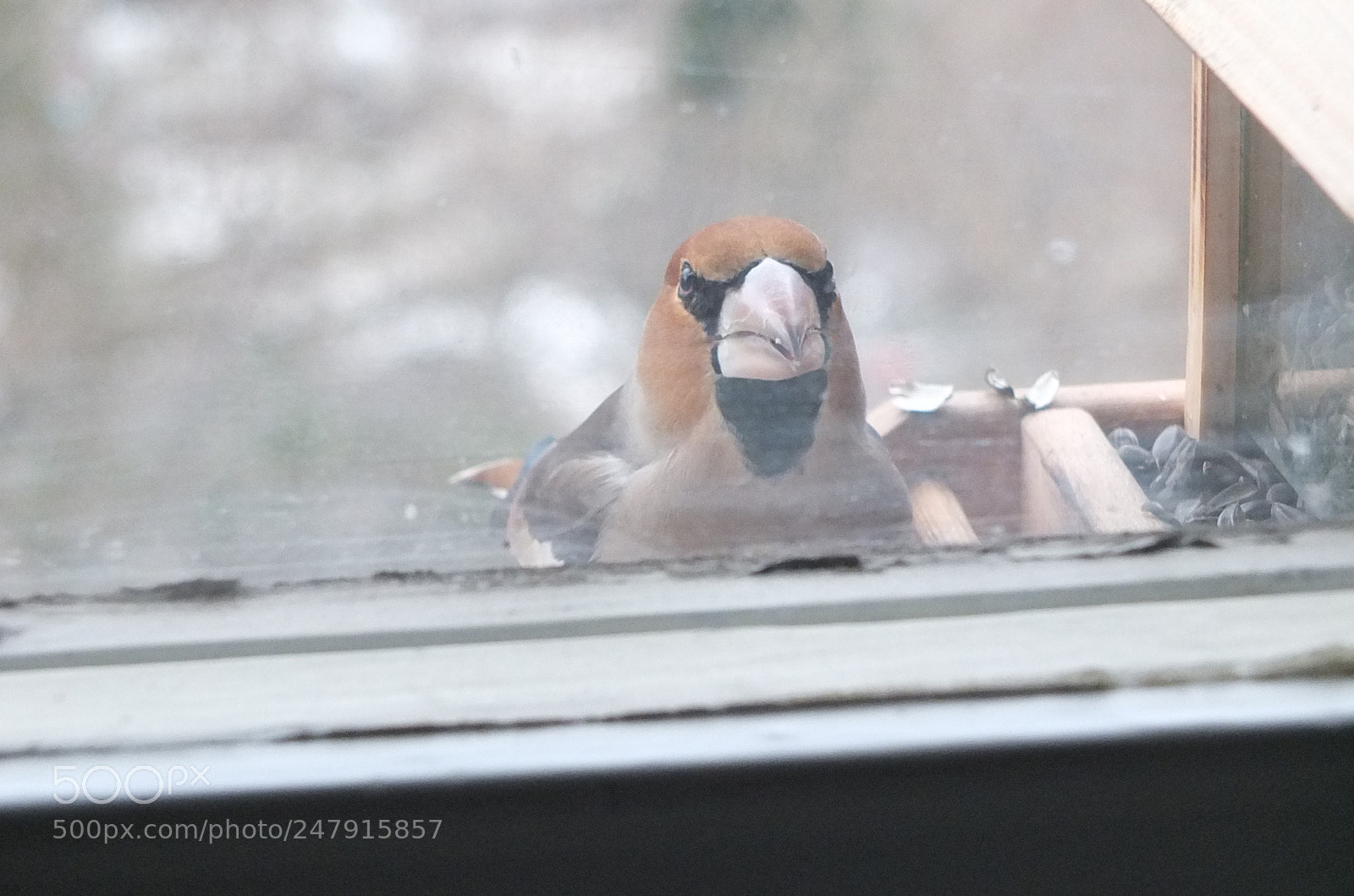 Fujifilm X-S1 sample photo. Batokljun (coccothraustes coccothraustes) photography