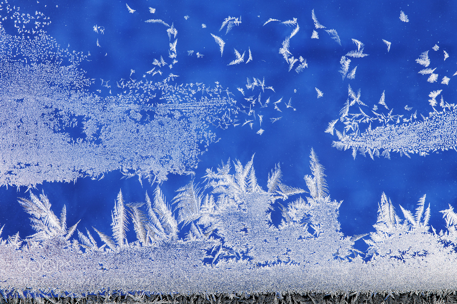 Nikon D850 sample photo. Ice crystals photography