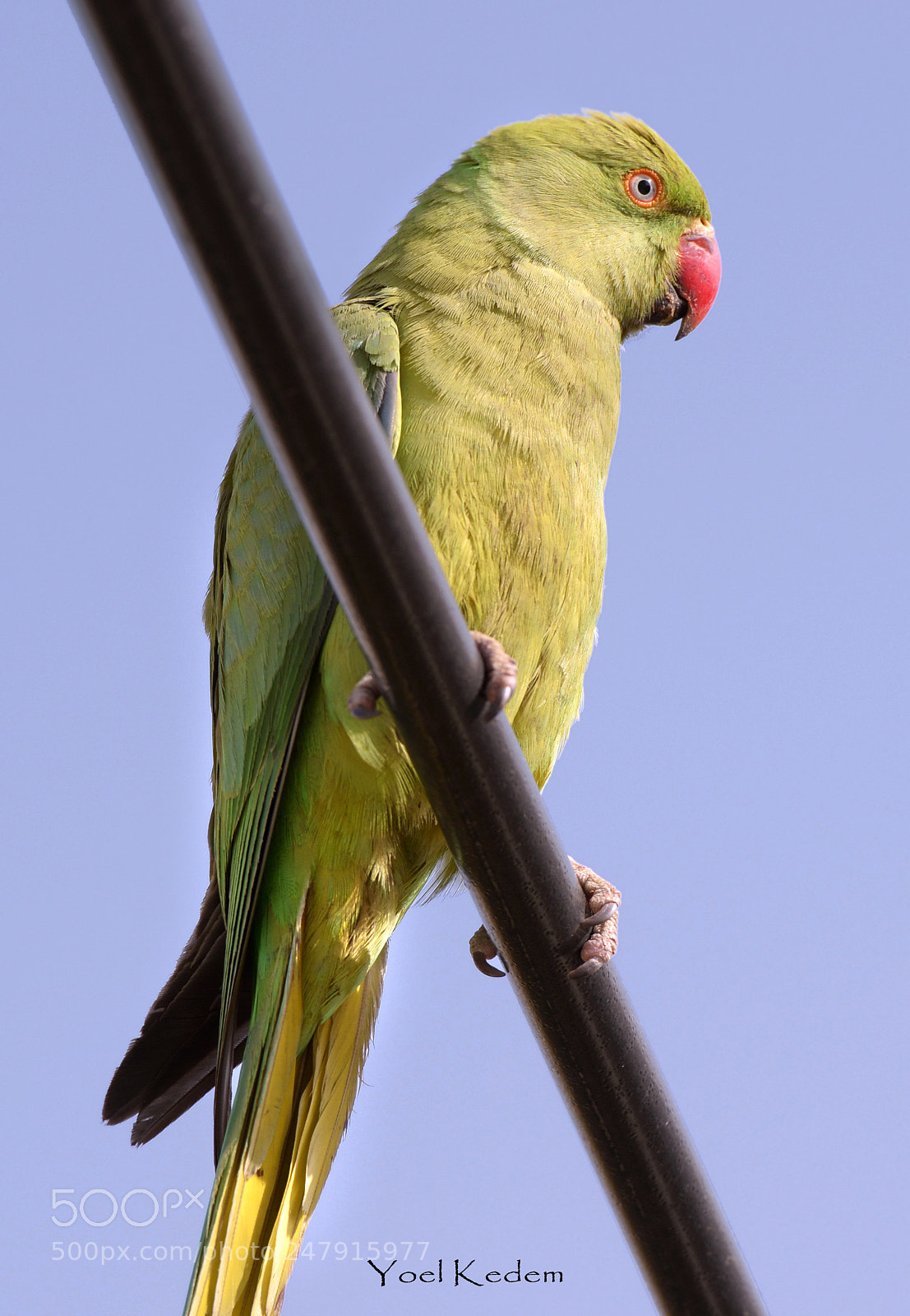 Nikon D800 sample photo. Parrot photography