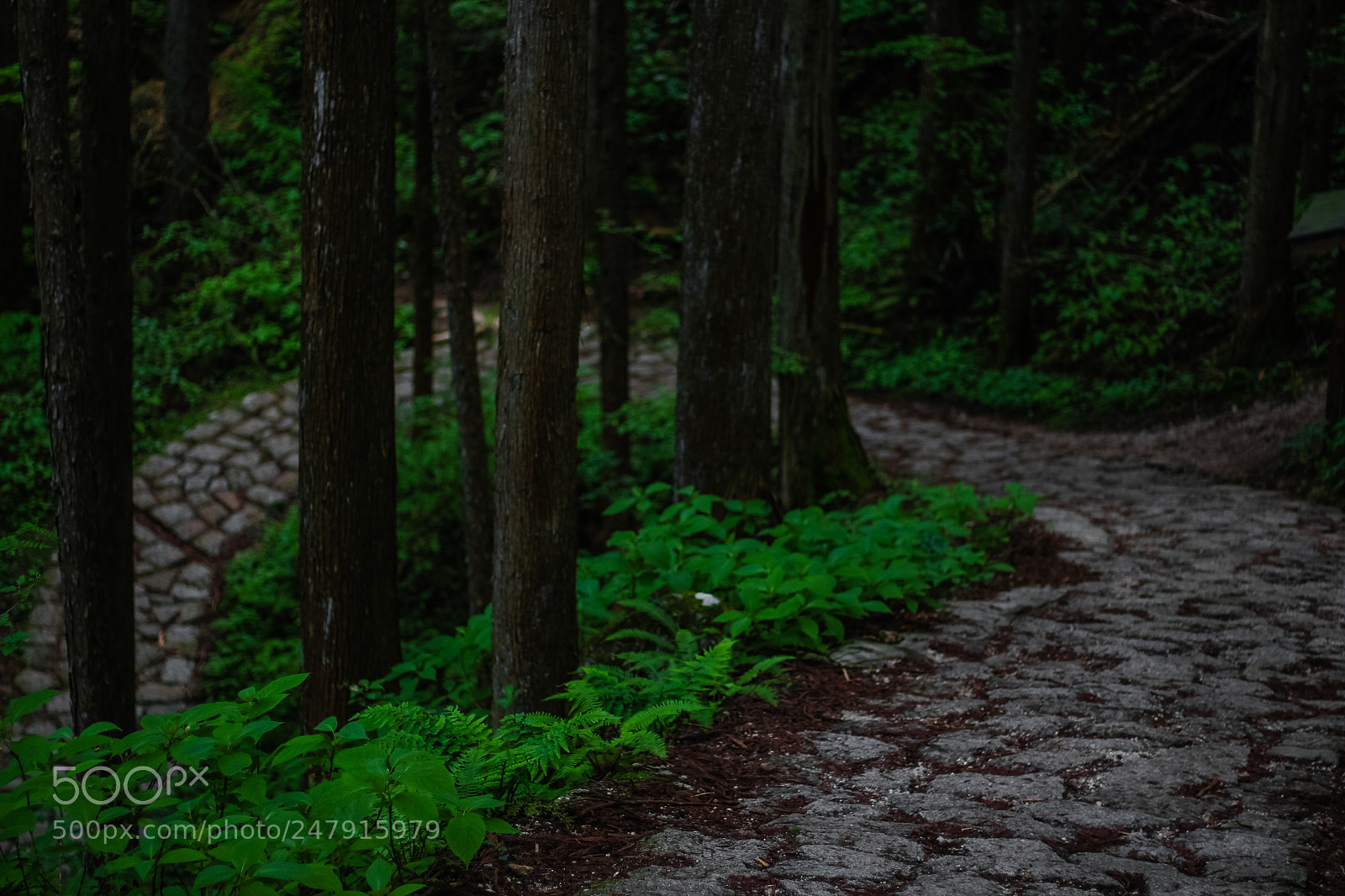 Canon EOS 650D (EOS Rebel T4i / EOS Kiss X6i) sample photo. Old nakasendo trail photography