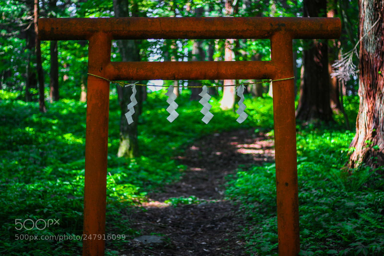 Canon EOS 650D (EOS Rebel T4i / EOS Kiss X6i) sample photo. Torii on path to photography