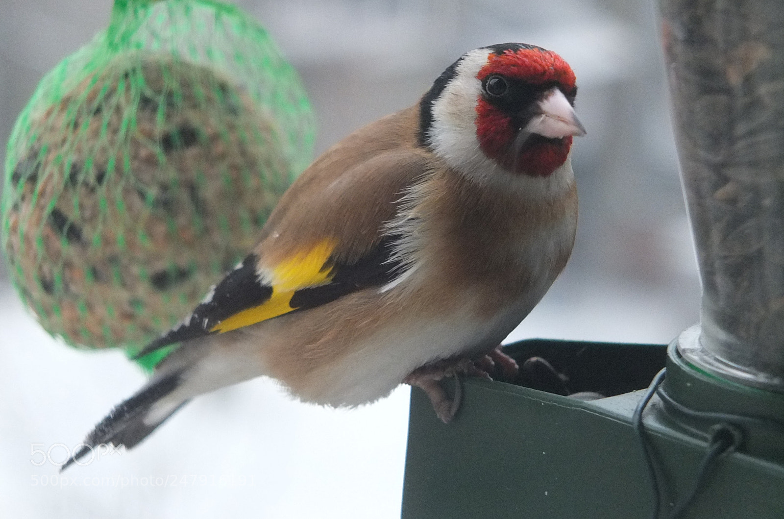 Fujifilm X-S1 sample photo. češljugar (carduelis carduelis) photography