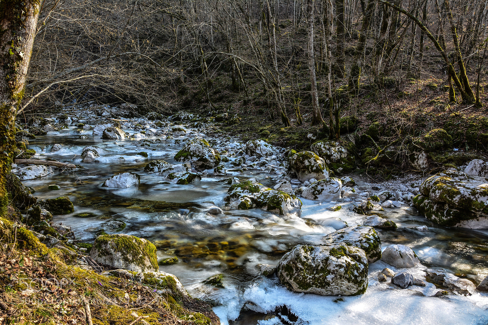 Nikon D7100 sample photo. Mysterious forest photography