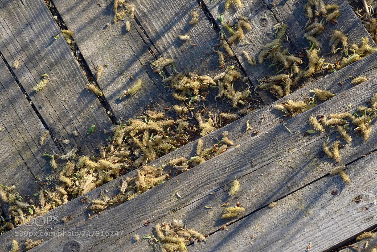 Nikon D610 sample photo. Fallen-down seeds of an photography