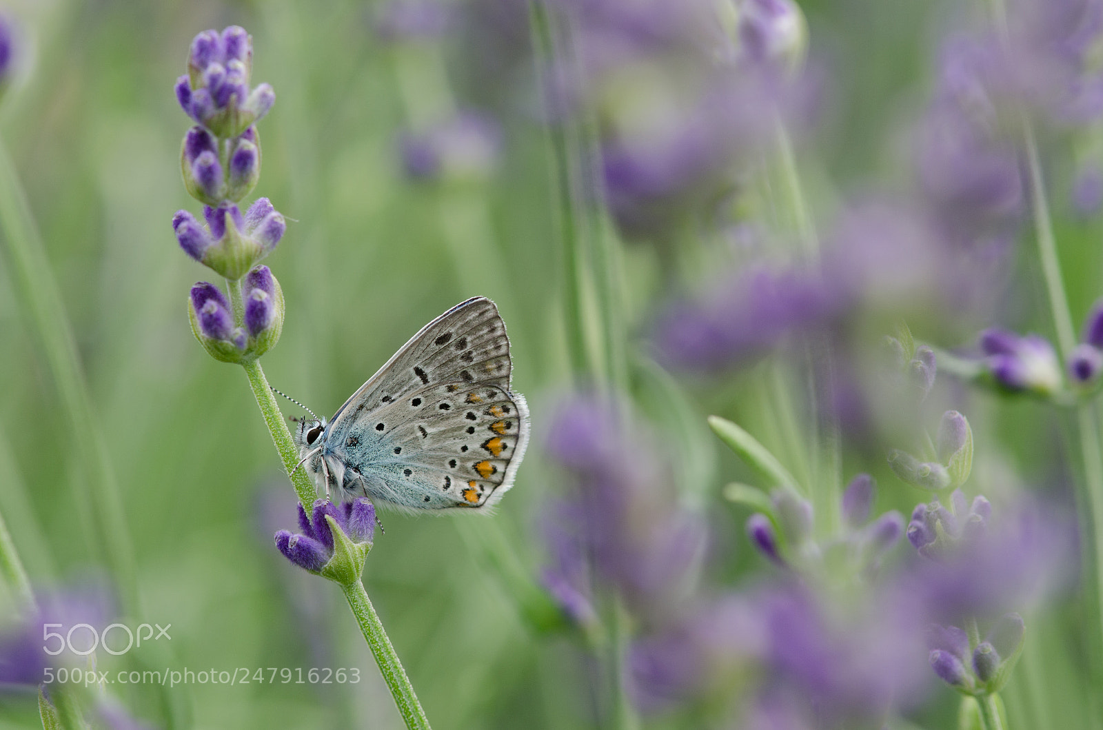 Nikon D5100 sample photo. 47-0261.jpg photography