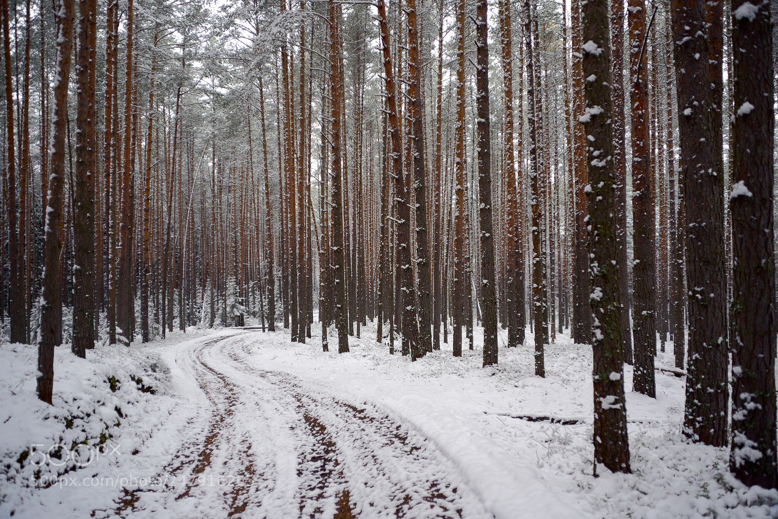 Nikon D610 sample photo. First snow in the photography