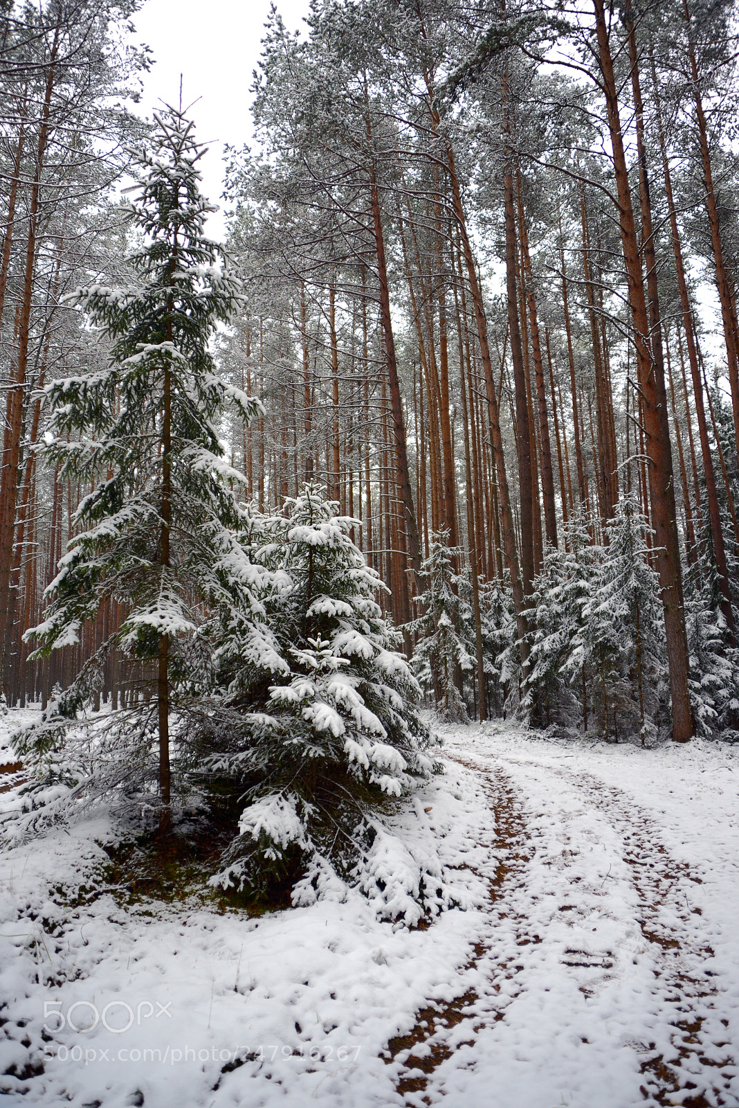 Nikon D610 sample photo. First snow in the photography
