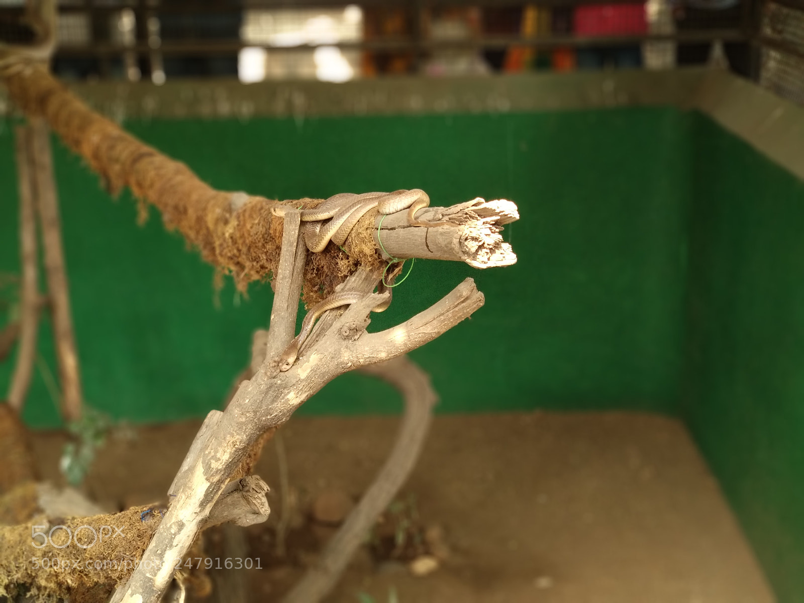 Xiaomi Mi A1 sample photo. Untitled photography