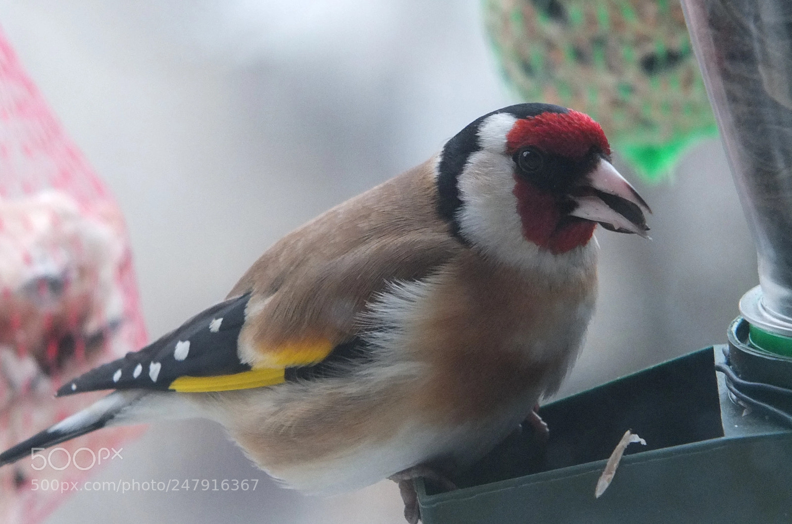 Fujifilm X-S1 sample photo. češljugar (carduelis carduelis) photography