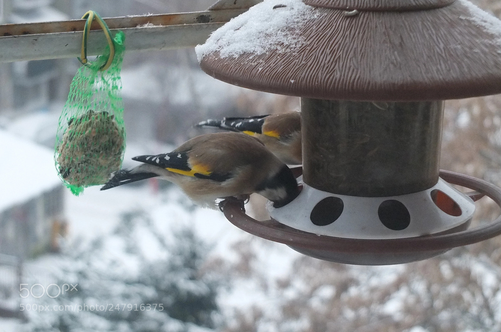 Fujifilm X-S1 sample photo. češljugar (carduelis carduelis) photography