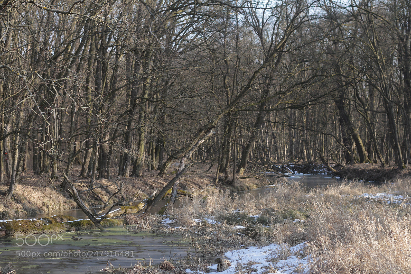Canon EOS 7D + Canon EF 50mm F1.8 II sample photo. Lužné lesy photography