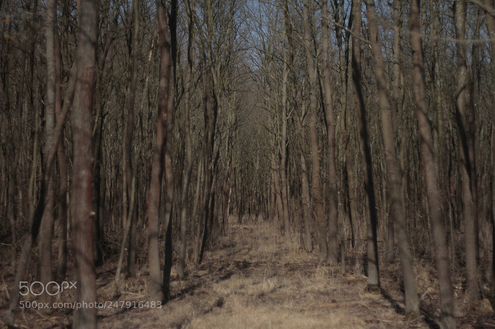 Canon EOS 7D + Canon EF 50mm F1.8 II sample photo. Lužné lesy photography