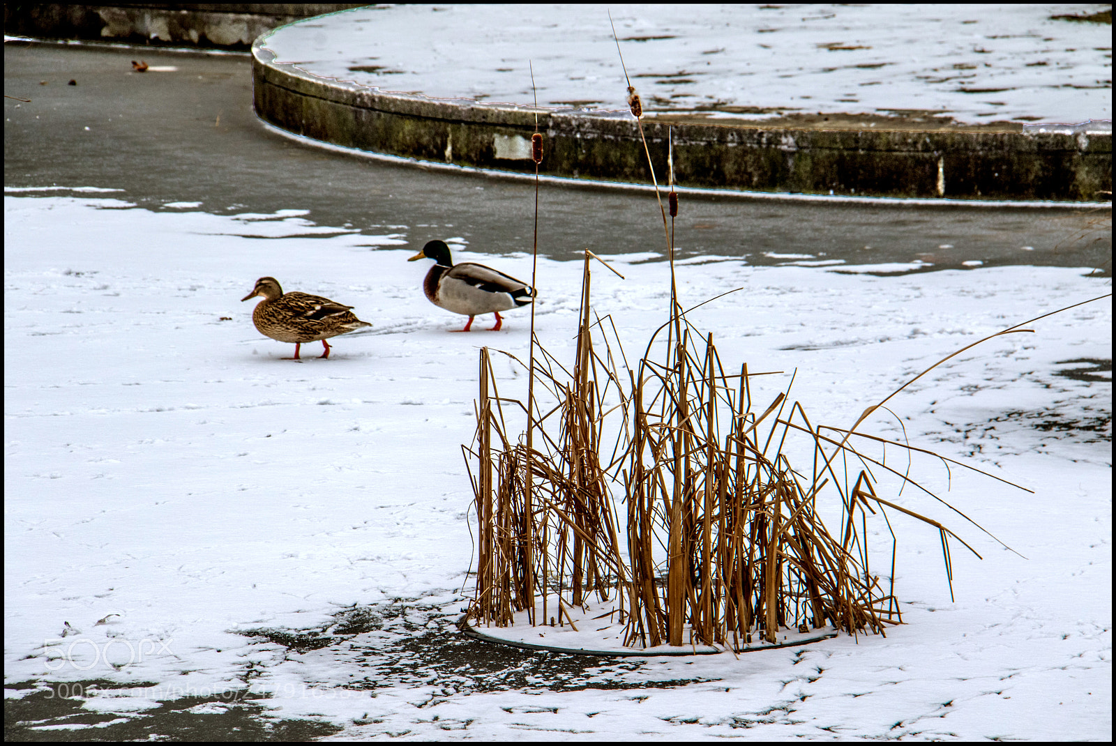 Canon EOS 7D Mark II sample photo. J'ai oublié mes snow-boots !!! photography