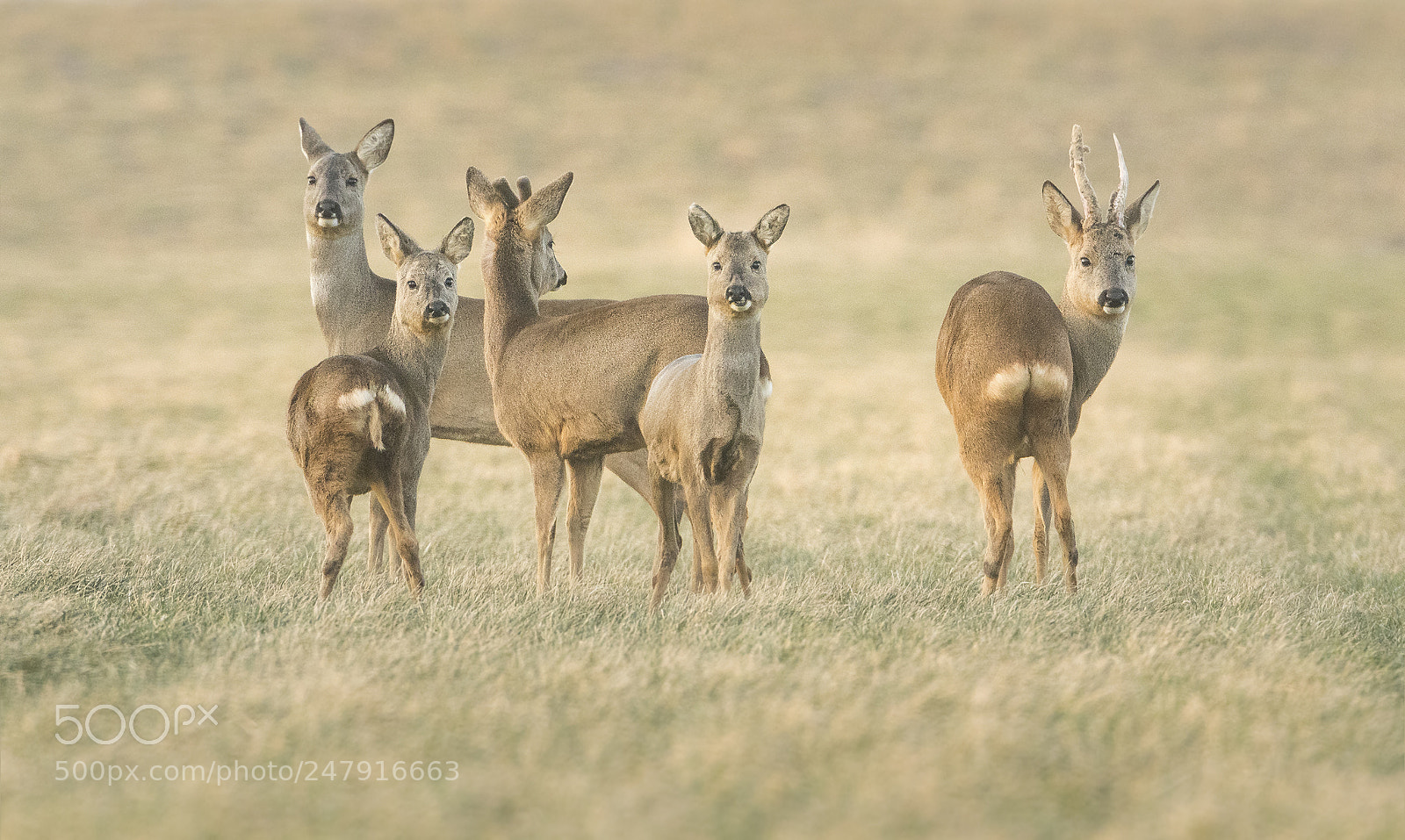 Nikon D500 sample photo. Roe deer family photography