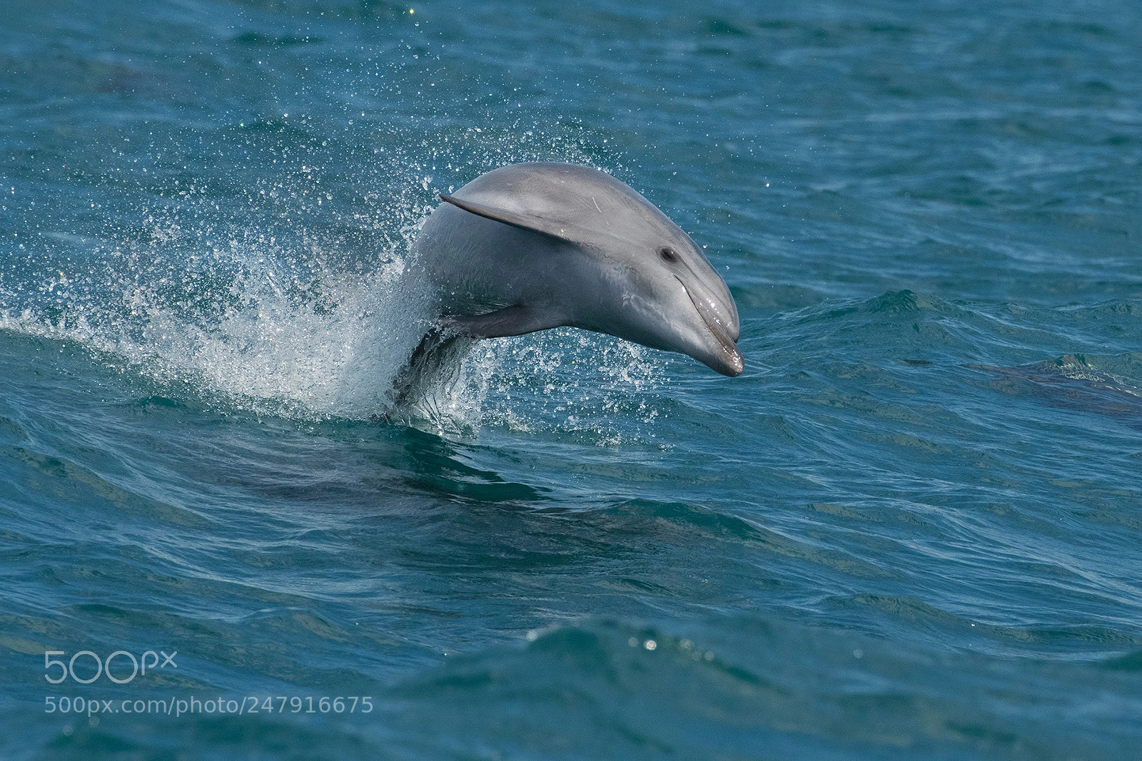 Nikon D500 sample photo. Dolphin photography