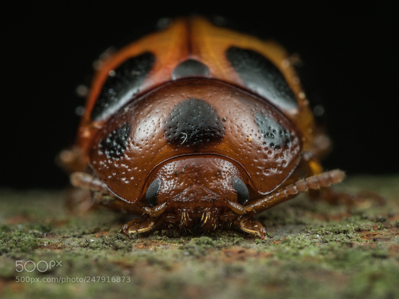 Olympus OM-D E-M5 II sample photo. Beetle photography