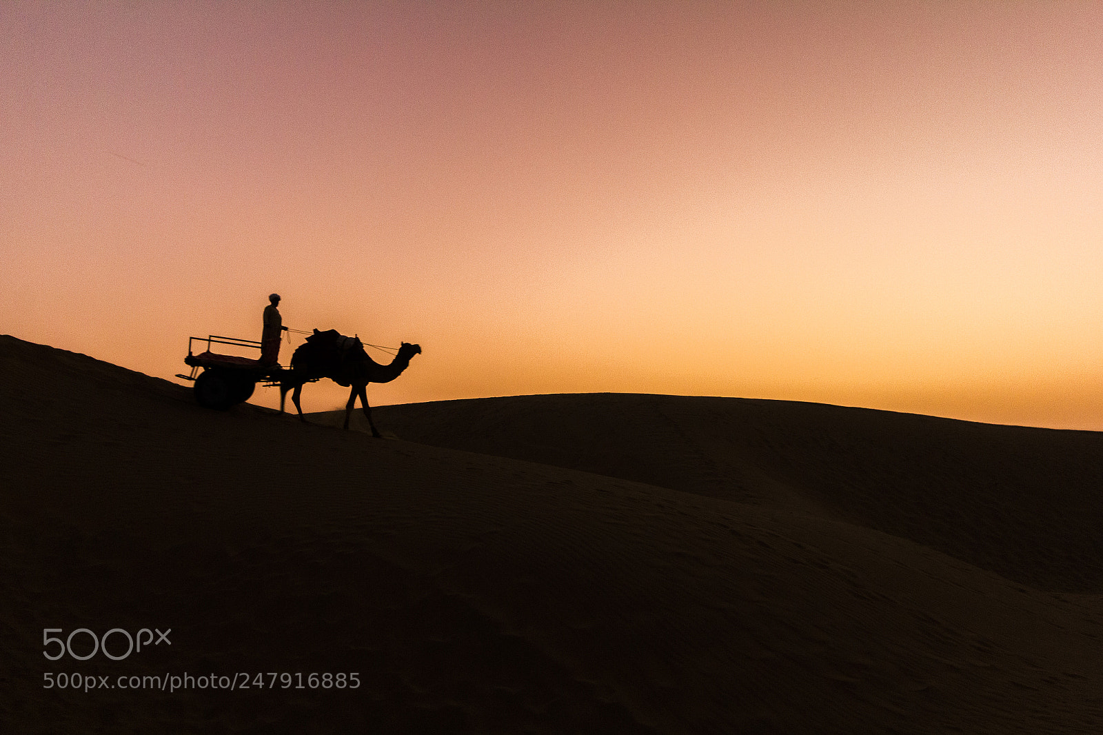 Canon EOS 550D (EOS Rebel T2i / EOS Kiss X4) sample photo. Camel & the desert photography