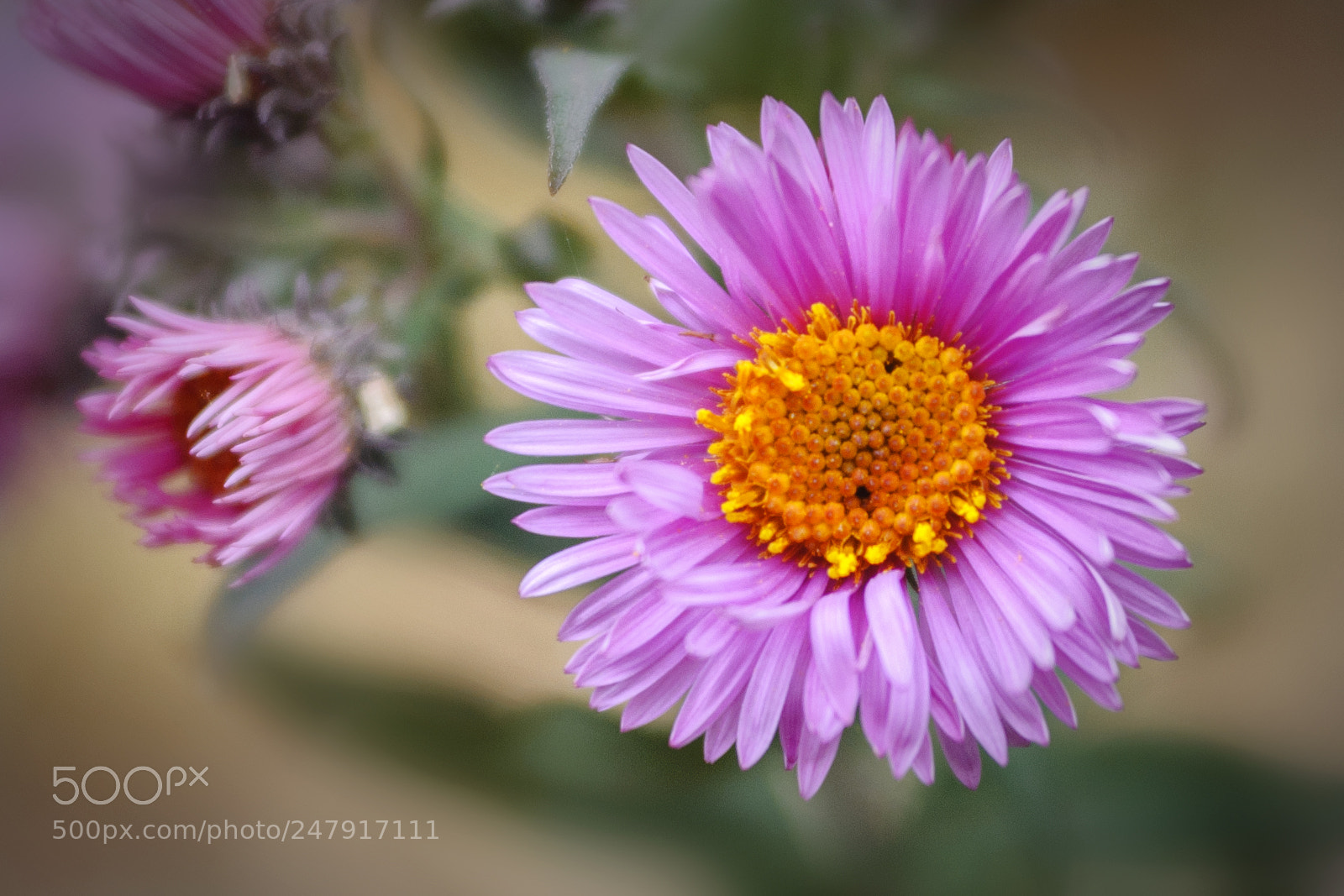 Nikon D90 sample photo. ... photography