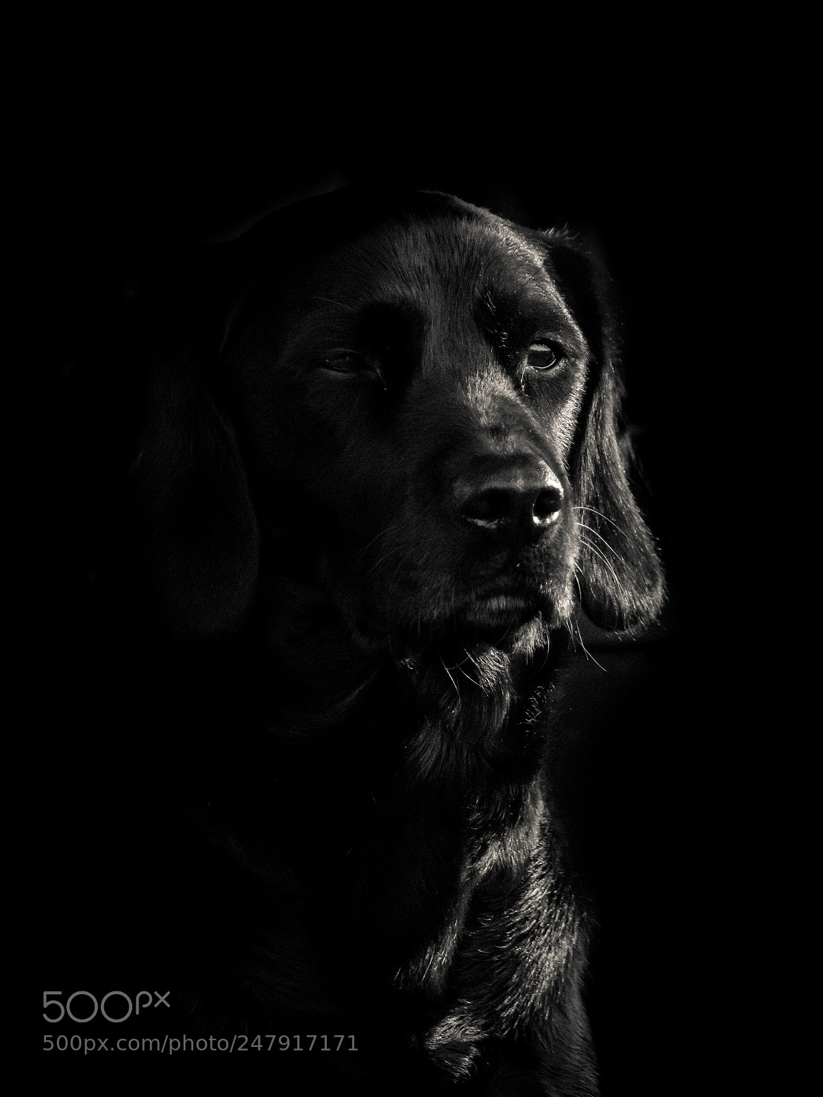 Canon EOS 80D sample photo. Duke.jpg photography
