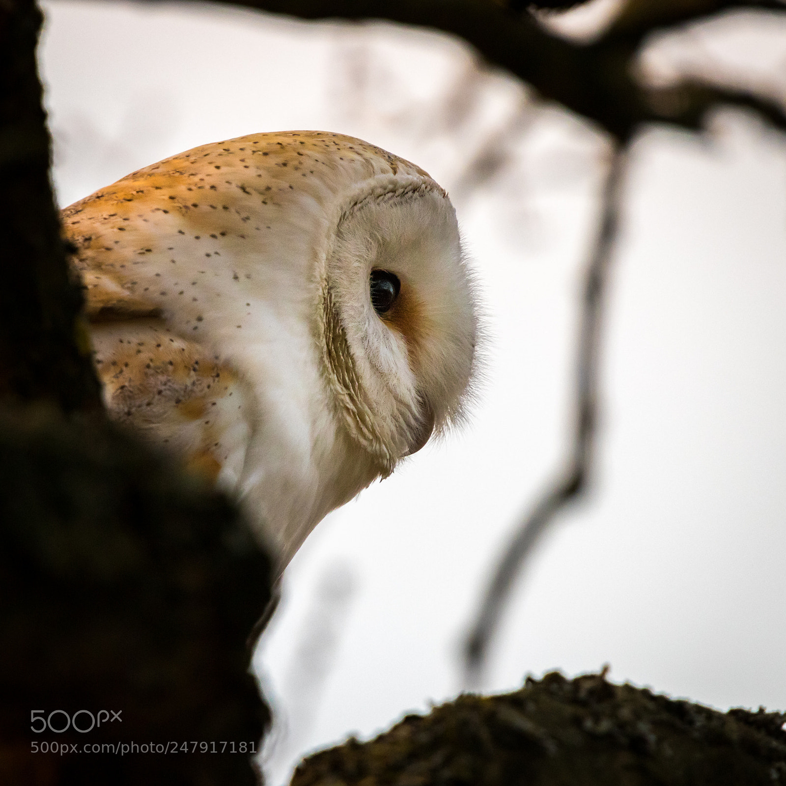 Canon EOS 80D sample photo. Barn owl.jpg photography