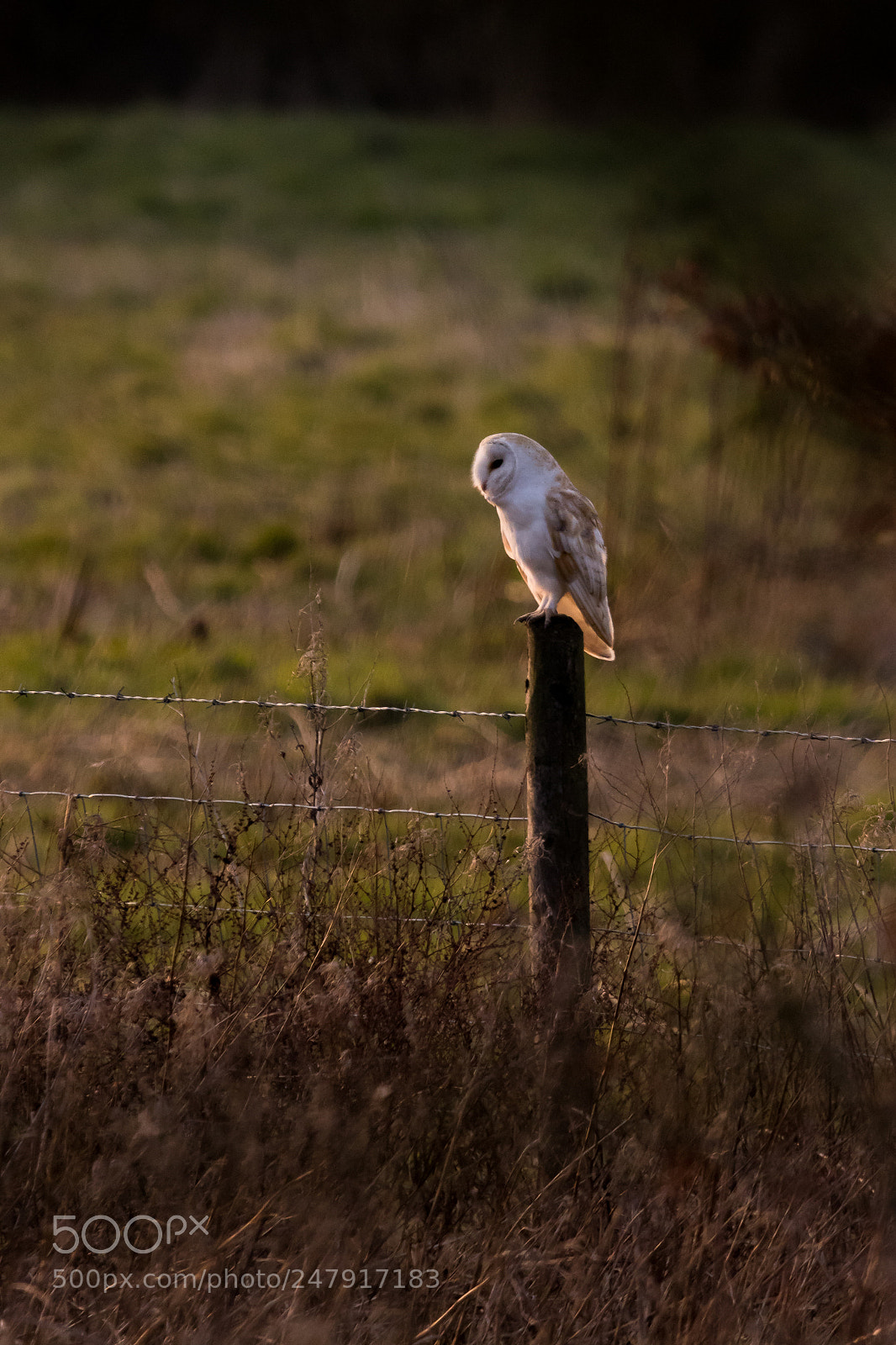 Canon EOS 80D sample photo. Barn owl.jpg photography