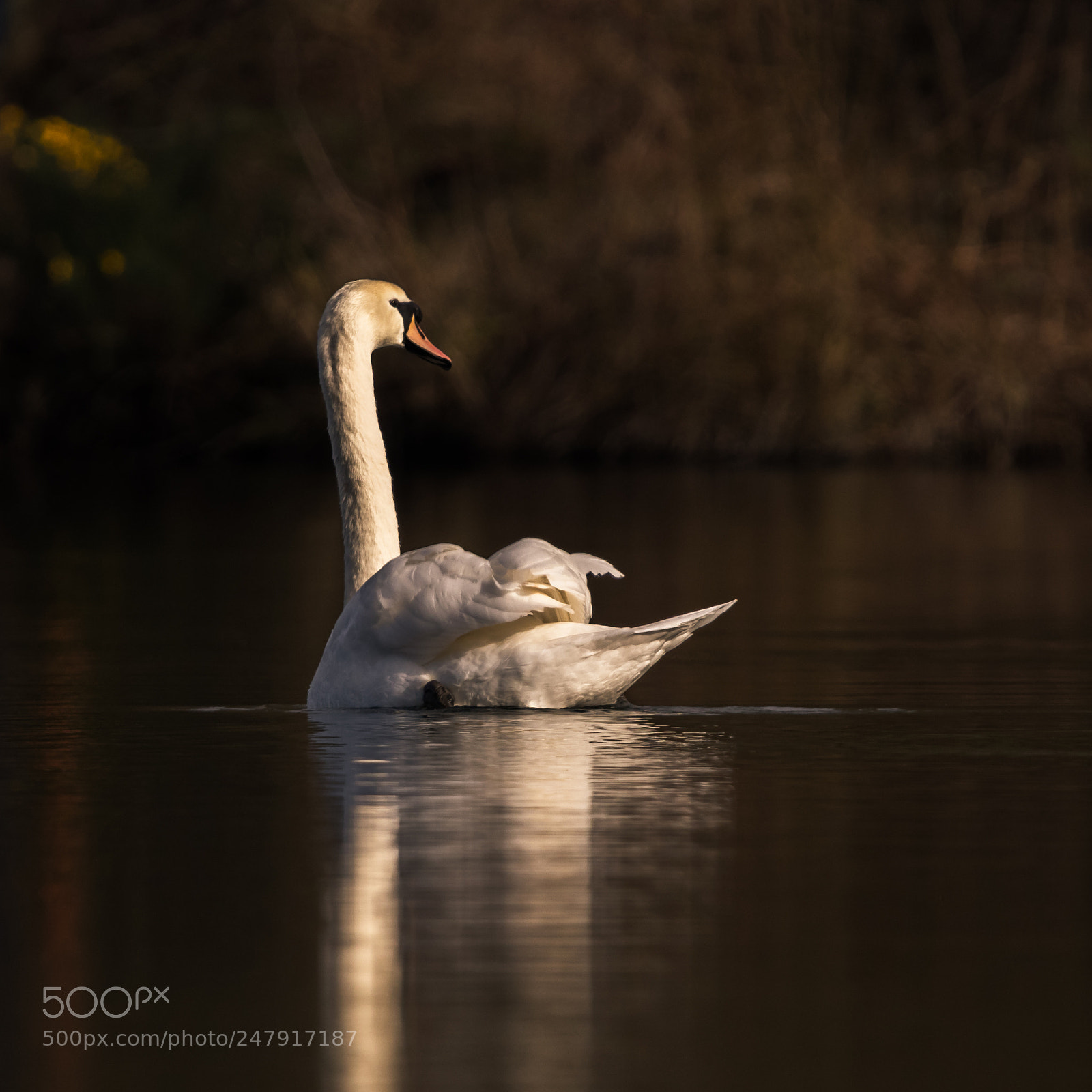 Canon EOS 80D sample photo. Swan.jpg photography