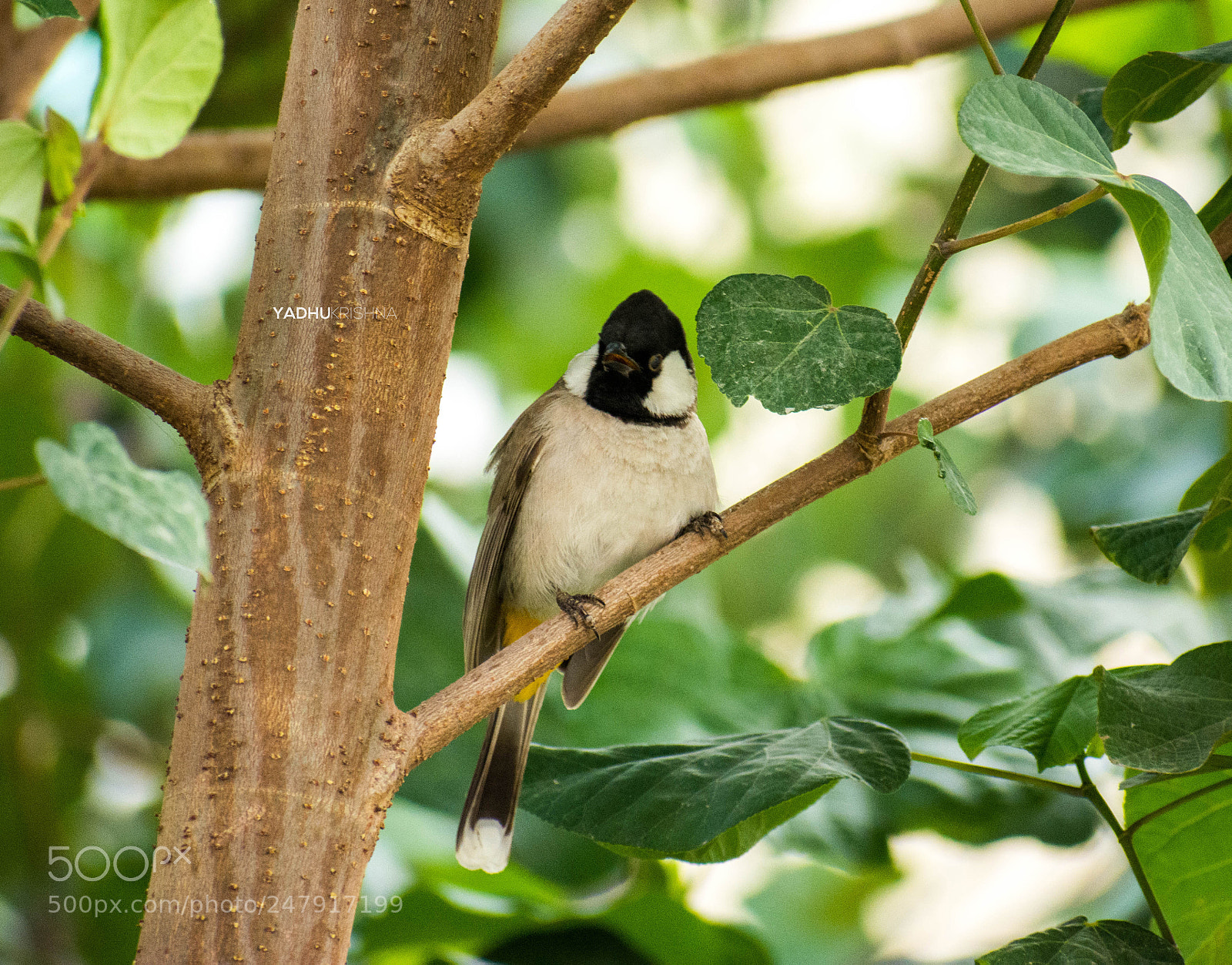 Nikon D5200 sample photo. Birdie birdie smiling at photography
