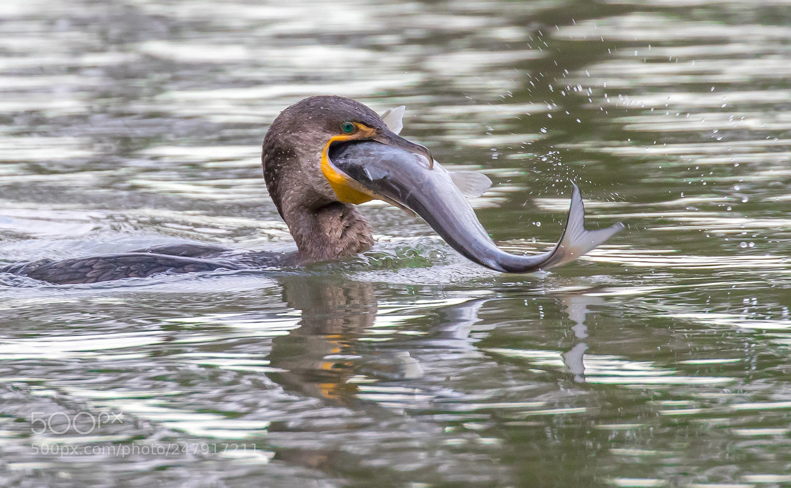 Canon EOS 7D Mark II sample photo. Cormorant fishing photography