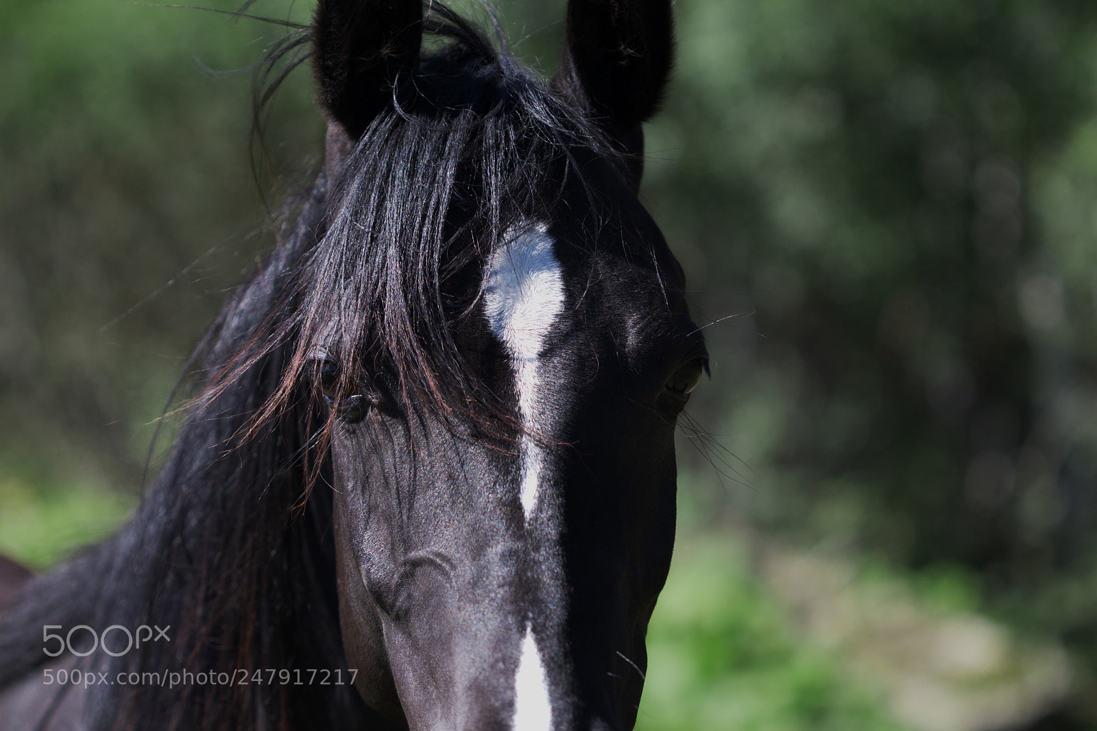 Canon EOS 650D (EOS Rebel T4i / EOS Kiss X6i) sample photo. Little purri photography