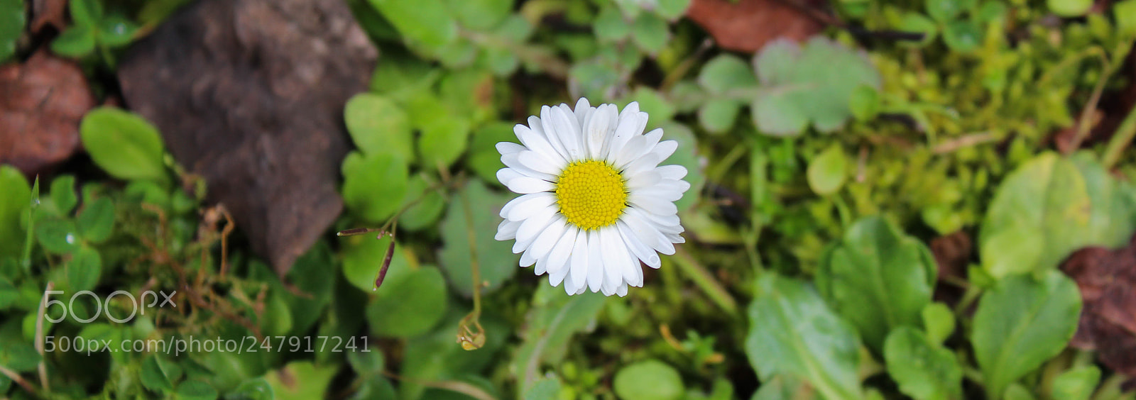 Canon EOS 1300D (EOS Rebel T6 / EOS Kiss X80) sample photo. Spring is coming photography