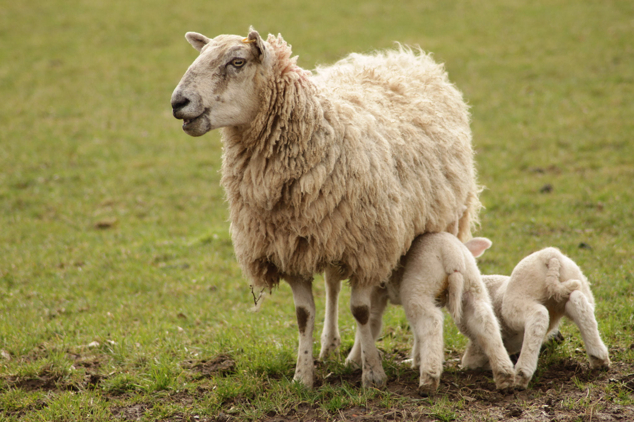 Canon EOS 500D (EOS Rebel T1i / EOS Kiss X3) sample photo. Ewe and lamb twins in the yorkshire dales photography