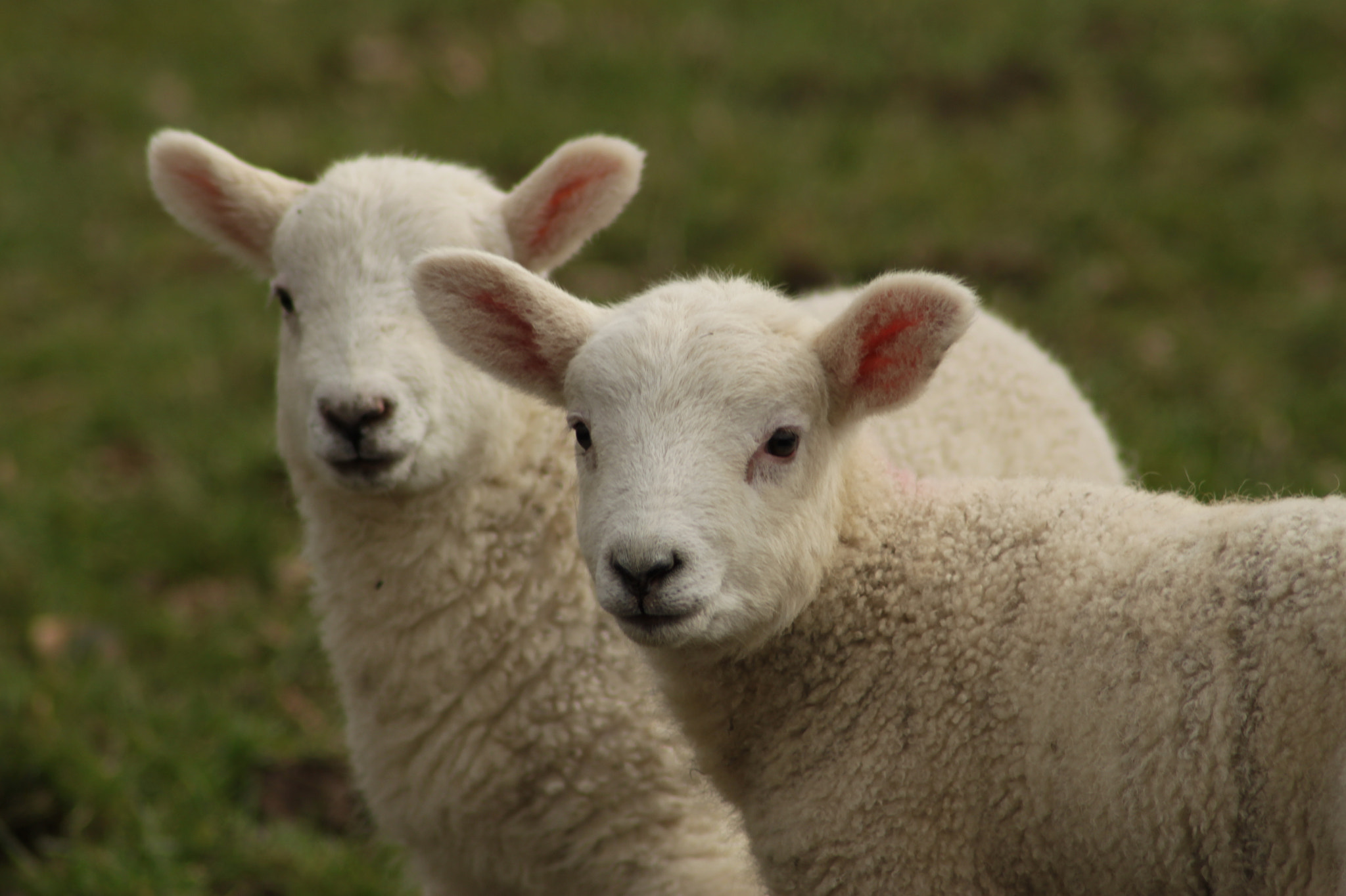Canon EOS 500D (EOS Rebel T1i / EOS Kiss X3) sample photo. Lambs in the yorkshire dales photography