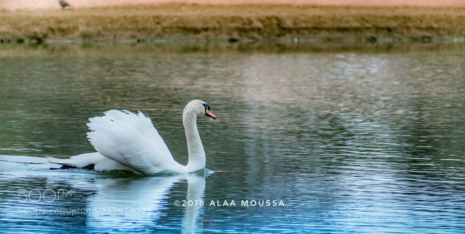 Nikon D5600 sample photo. White swan photography
