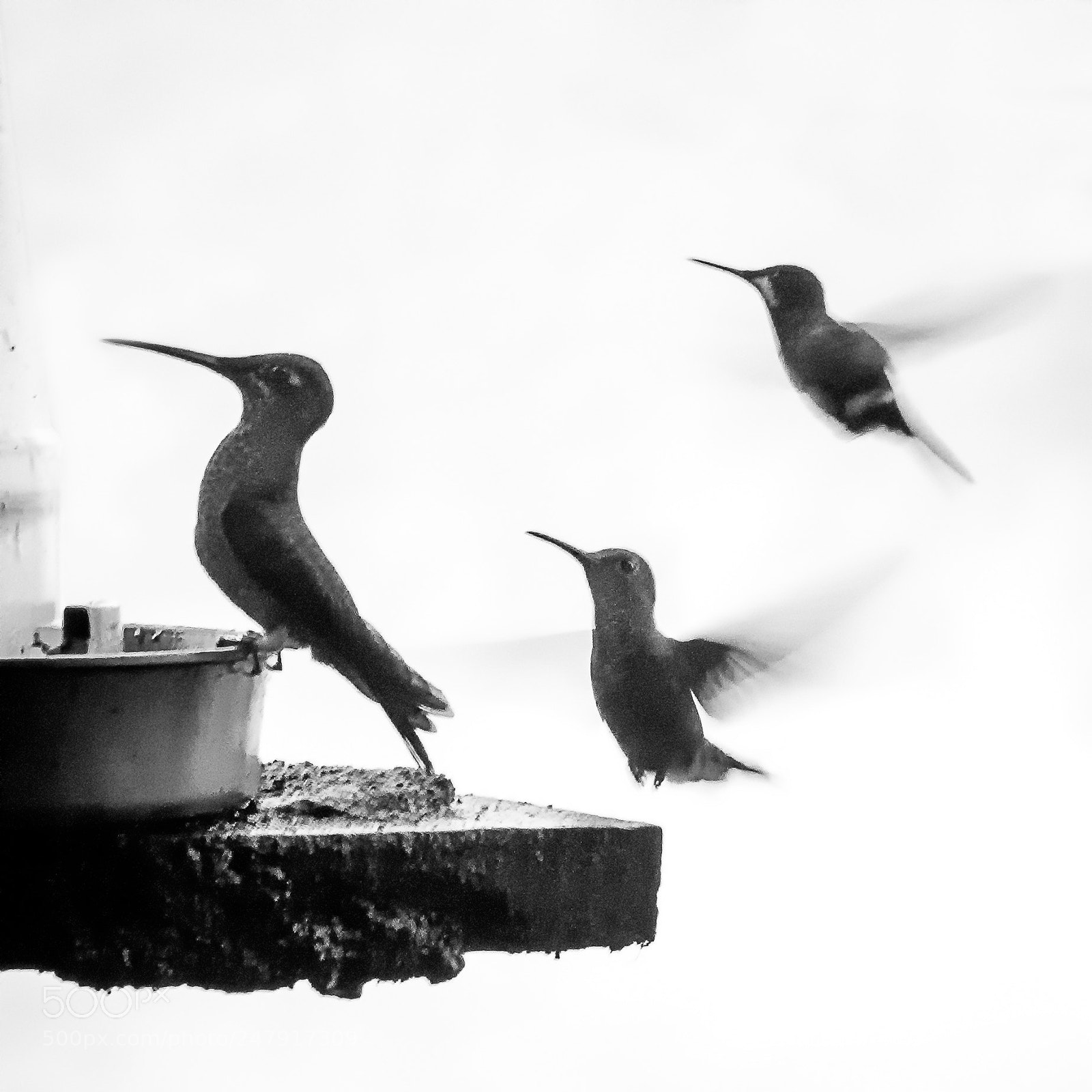 Nikon D500 sample photo. Hummingbirds photography