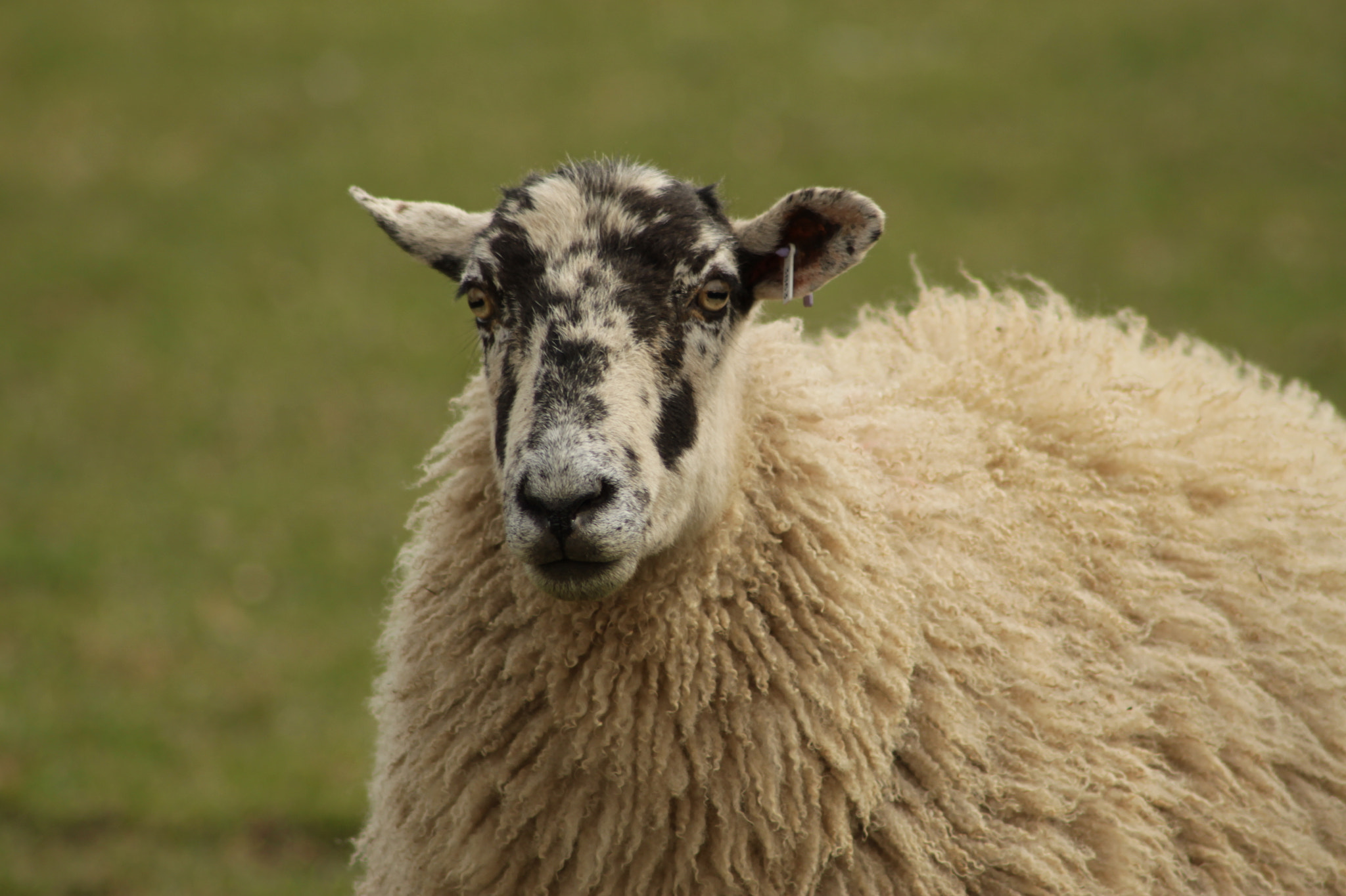Canon EOS 500D (EOS Rebel T1i / EOS Kiss X3) sample photo. Ewe in the yorkshire dales photography