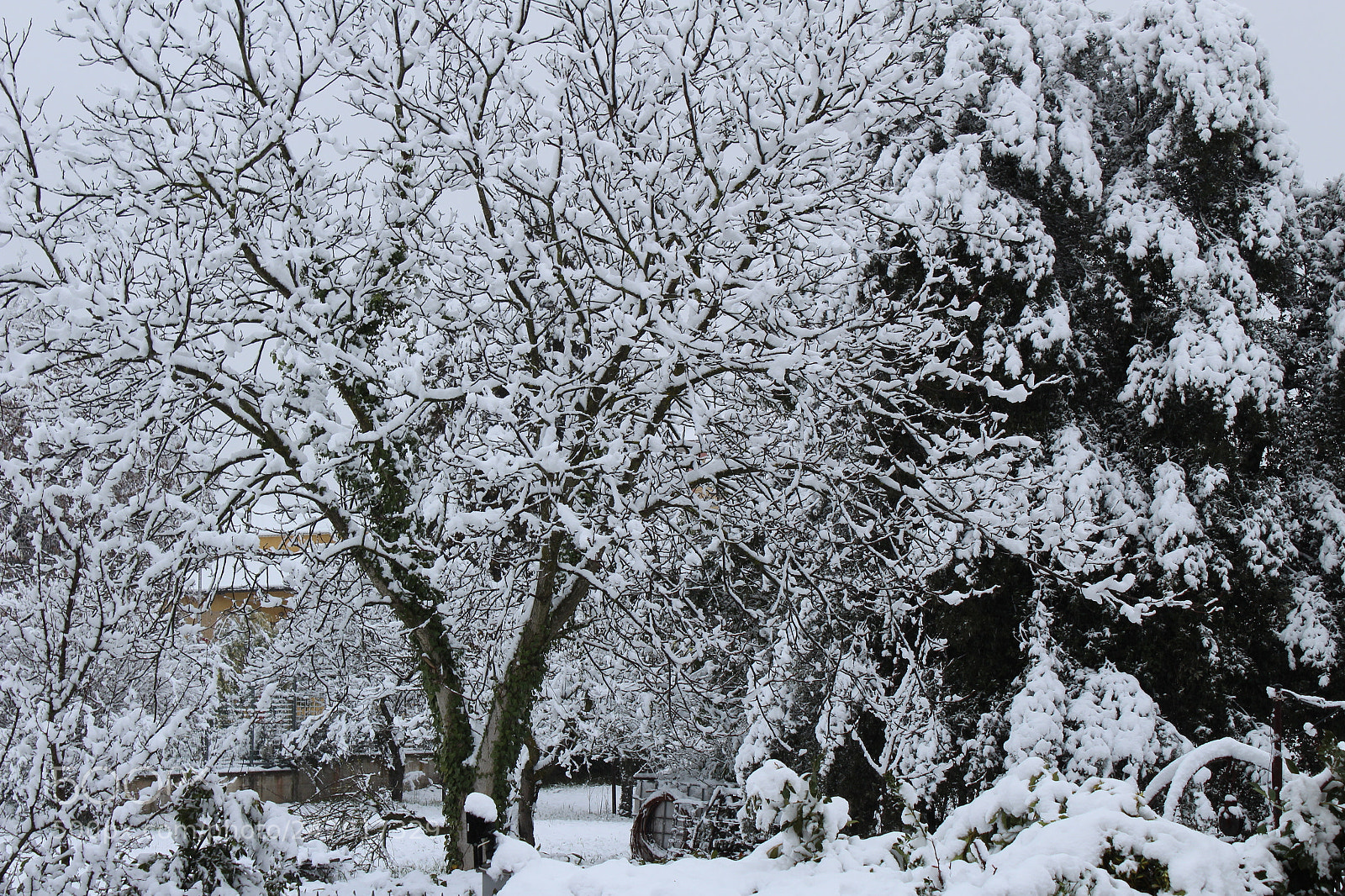 Canon EOS 1300D (EOS Rebel T6 / EOS Kiss X80) sample photo. Early snow photography