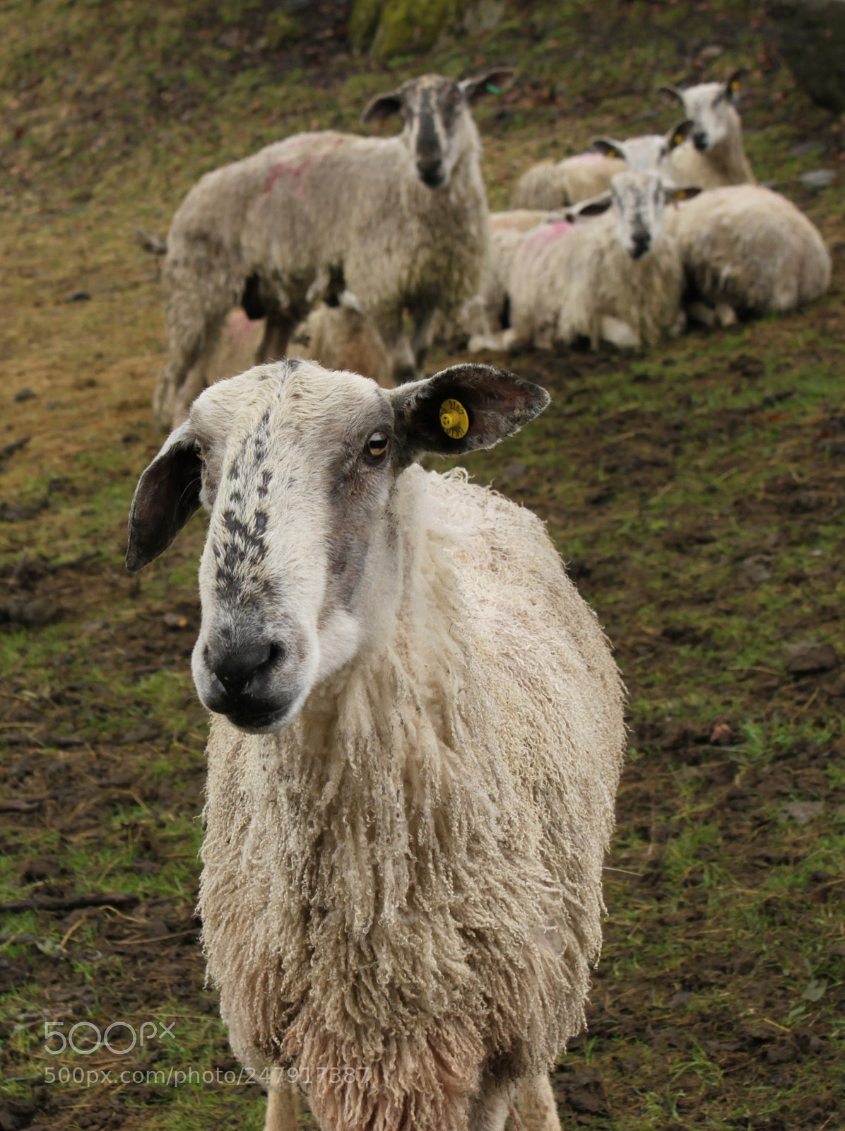 Canon EOS 500D (EOS Rebel T1i / EOS Kiss X3) sample photo. Near sawrey lake district photography
