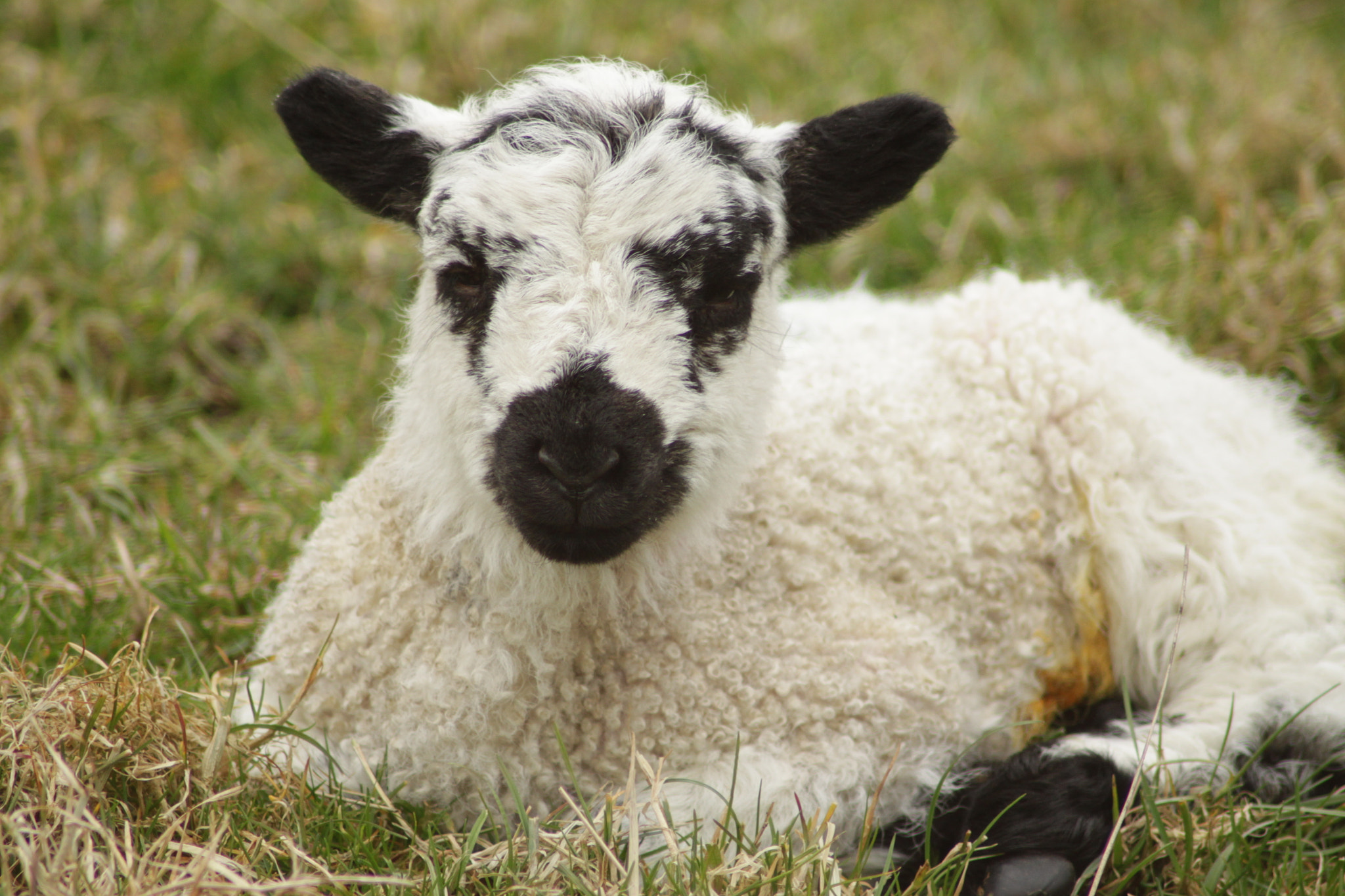 Canon EOS 500D (EOS Rebel T1i / EOS Kiss X3) sample photo. Lamb in the peak district photography