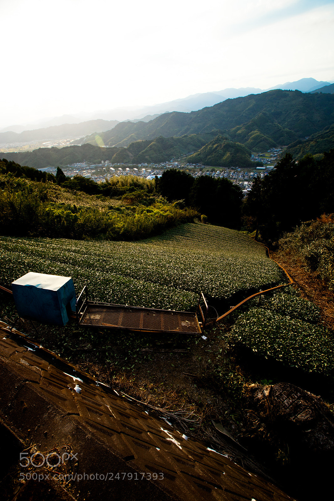 Canon EOS 5D Mark II sample photo. Japanese tea plantation photography
