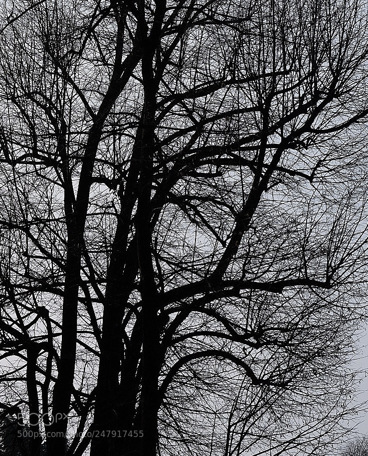 Fujifilm X-T20 sample photo. Nervous system photography