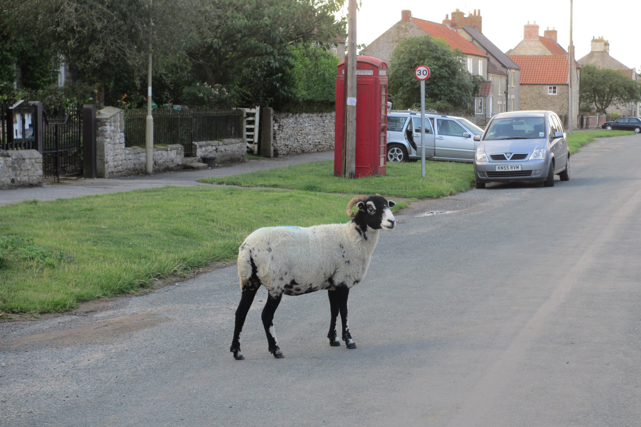 Canon PowerShot ELPH 310 HS (IXUS 230 HS / IXY 600F) sample photo. Sheep in a village in the northyorck moores photography