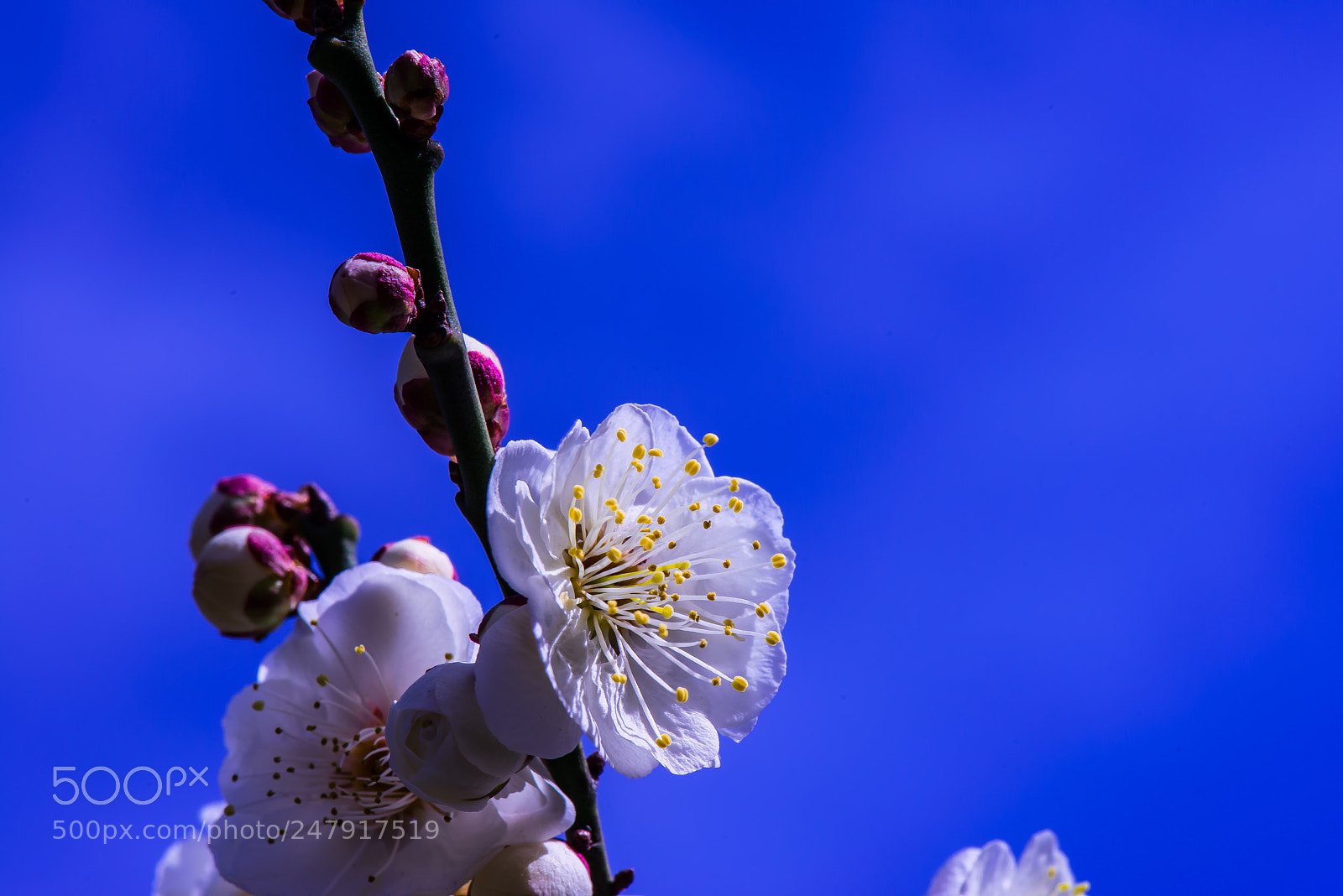 Nikon D800E sample photo. Whute plum & blue sky photography