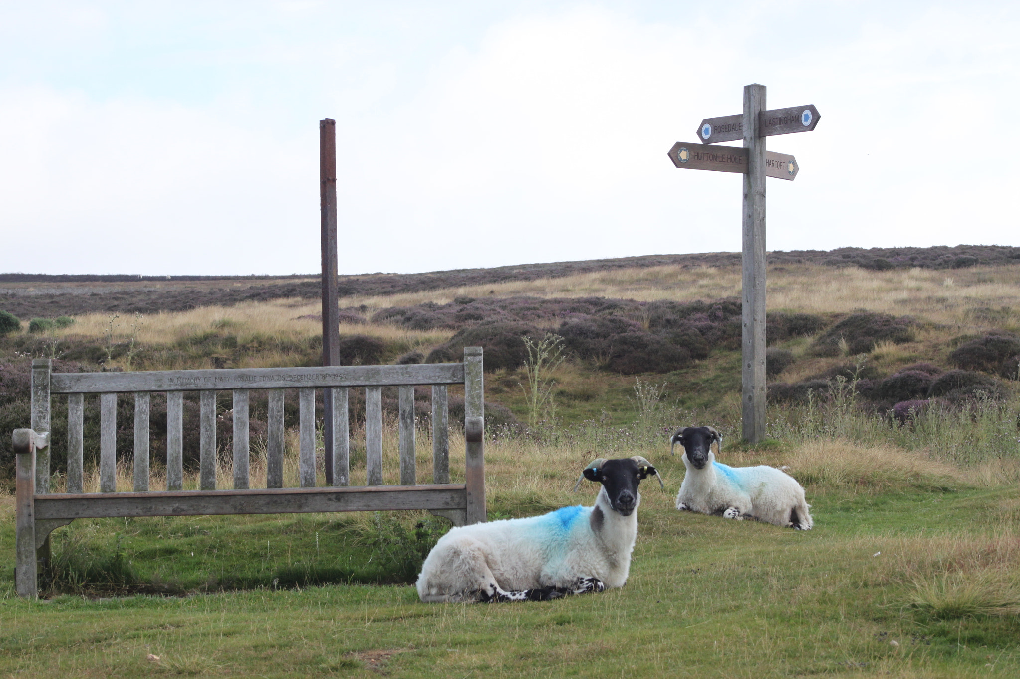 Canon EF 75-300mm f/4-5.6 sample photo. Ewes in the north yorck moores near lastingham photography
